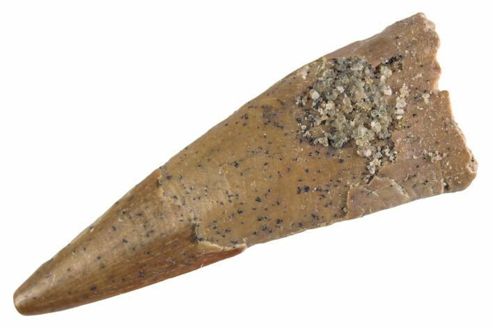Fossil Pterosaur (Siroccopteryx) Tooth - Morocco #360010
